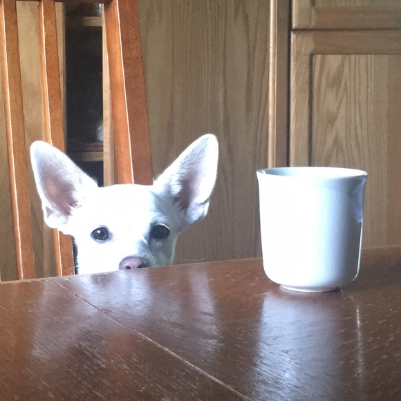 Meet your Posher, Giovanna - Picture 1 of 1